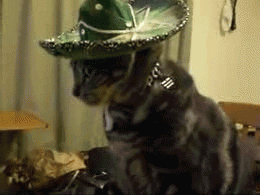 goferek - > ale tego się potem zleci, sąsiadce gęsi pogryzą...

@Arveit: