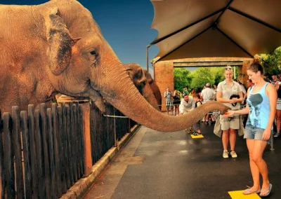 first - tutaj słonie dokarmiają ludzi