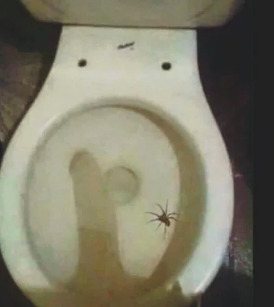 Sadar - #!$%@?, ale wielkiego mam pająka w kiblu. Dobrze, że nie usiadłem na nim.
#p...