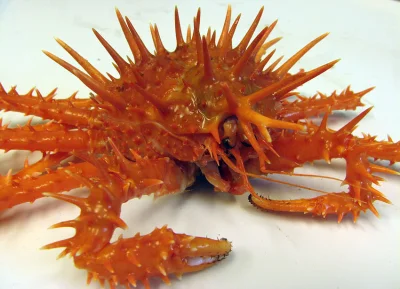 Crab_Rave - Z okazji pomarańcza. Pomarańcza crab!
#krab #crab
