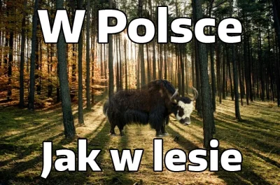 M.....o - @FHA96: W Polsce jak w lesie.