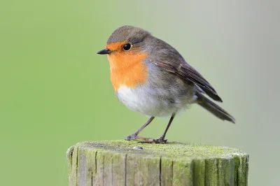 angelosodano - Rudzik (Erithacus rubecula)_)
#vaticanouccello #ptaki #ornitologia #r...