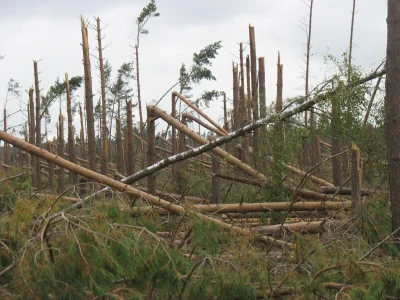 Misiakk - Skutki nawałnic koło Chojnic