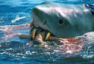 chigcht - Bohaterski rekin ratuje ranną kobietę przed utonięciem
