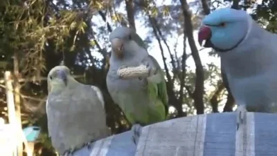 Brydzo - Papugi czy sępy?
#pagugi #dajjednego #smiesznypiesek #ptaki