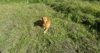 furnino - Poznajcie Barego , Bary jest psem który nigdy w swoim około 12 letnim życiu...