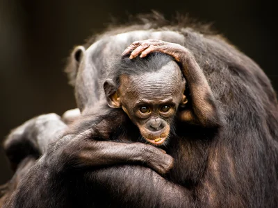 likk - niezła fryzura



#zwierzeta #szympans