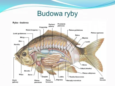 p.....2 - #rybypolskichwod

w sumie pytałem w komentarzu pod wpisem, ale nie każdy ...