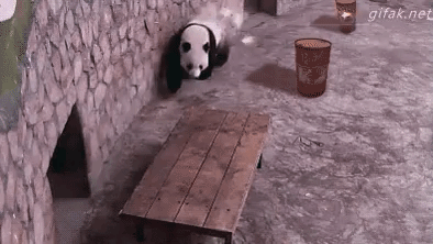 dawid110d - Kung fu panda jednak istnieje (ʘ‿ʘ)

#panda #gif #heheszki #kungfupanda