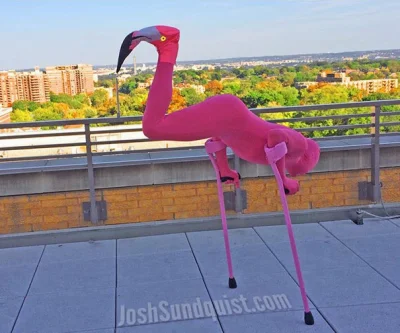 suxone - #flamingi