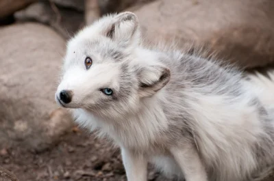 Wulfi - Lisek polarny z kolorowymi oczkami. 

#smiesznypiesek #zwierzaczki #zwierze...