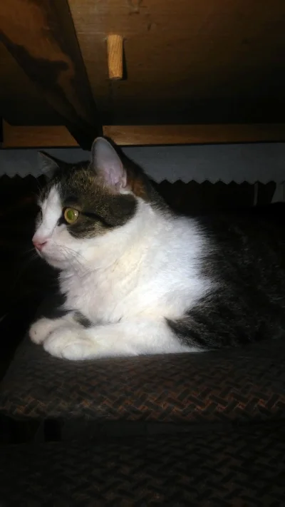 I.....5 - @wdzwr: masz na pocieszenie zdjęcie mojego kotka mruczka kochanego jedynego...