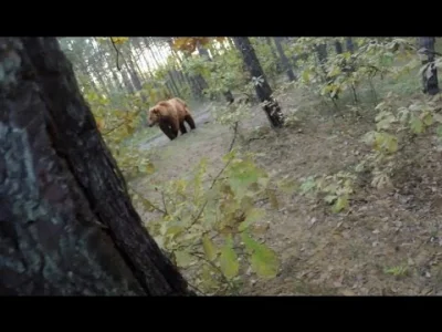 wesolych_swiat - Niedźwiedź goni rowerzystę podczas wycieczki w lesie.

#zwierzaczki ...