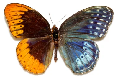 Nemezja - #motyl #zwierzeta #biologia 
Gynandromorf - pół samiec, pół samica...
SPO...