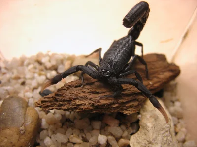 wspodnicynamtb - Specjalnie dla @Nerax123 taki czarnuch!

#skorpiony #terrarystyka