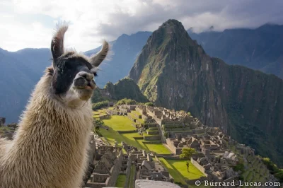 LaPetit - Lama na Machu Picchu.
#humorobrazkowy #takbyło #fauna #lama #selfie