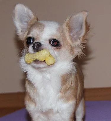 Seduire - Kto, równie mocno lubi chrupki kukurydziane jak mój pies ? :D
#pies #smies...