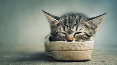 S.....c - #sweet #kotek już śpi,a Ty?