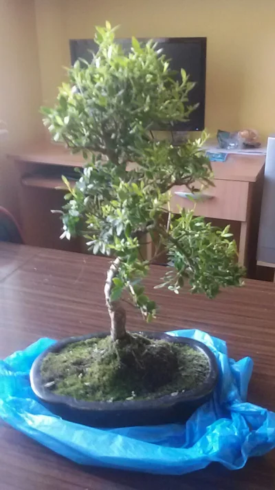 StaryAFC - #bonsai #drzewo