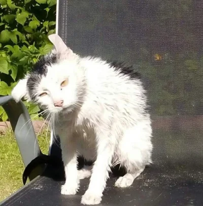 R.....a - Mój kot jest ciężko chory na nienawiść do kąpieli