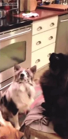 mireczeks - zgrana para
#gif #kot #pies