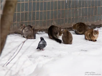 l-da - #koty #ptaki #wrongneighborhood #zwierzęta #ptaki #zima #zdjęcia #fotografie