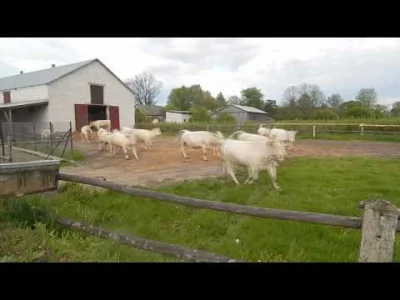 k.....4 - Zanim klikniesz, ścisz głośniki!