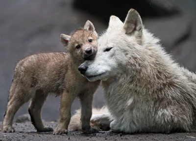 Wulfi - hau /)

#wilk #wilki #zwierzeta #zwierzaczki #smiesznypiesek - #wulfi