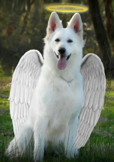 Amadeo - > "To pies anioł"

Są takie, nawet jednemu zrobiono zdjęcie ( ͡° ͜ʖ ͡°)