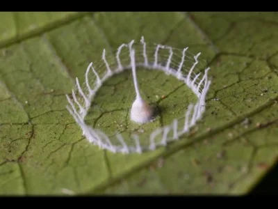 DuchBieluch - Film z wykluwającymi się pająkami
