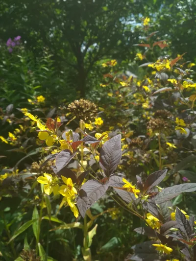 rurarz - Wie ktoś może co to za kwiatki? #kiciochpyta #kwiaty #pytanie #ogrodnictwo