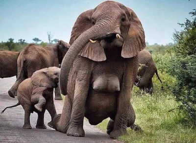 L3stko - Założę się że nigdy wcześniej nie widzieliście cycków słonia? ( ͡º ͜ʖ͡º) 

#...