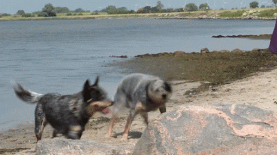 likk - @bartmil555: tam gdzie to znalazłem piszą, że to Australian Cattle Dog aka Blu...