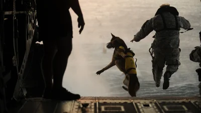 budgie - Żołnierze skaczą z helikoptera do morza.

#psy #wojsko