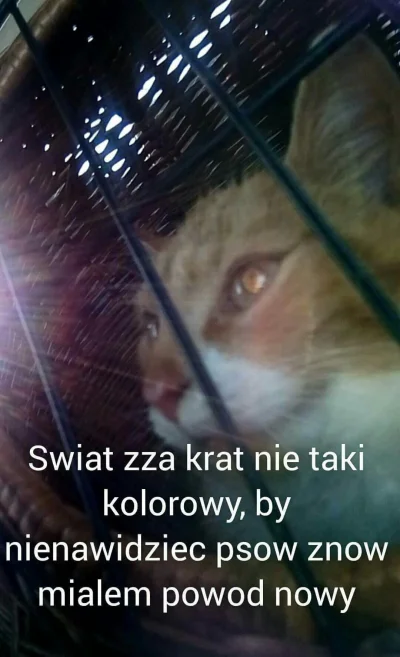 lilimonco - Dajcie plusa dla #kitku, bo się stresuje podróżą ( ͡° ʖ̯ ͡°)