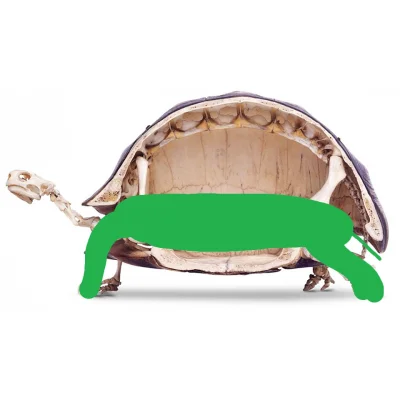 sebbbbb - @kannabinoid: Zawsze myślałem, że żółwie są płaskie i wychodzą se swoich sk...