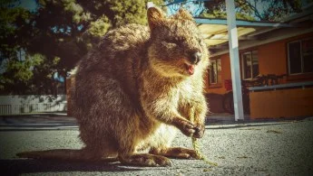 robincaraway - #quokkanadzis

wołam do kuoki @GraveDigger: @DannyMurillo: @MaupoIin...