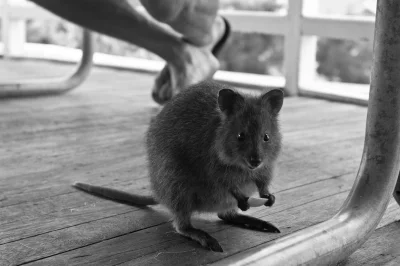 aloszkaniechbedzie - #quokkanadzis

Czasem nawet i takie szczęśliwe stworzenie w cz...