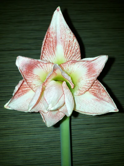 d.....r - Amaryllis mi się zaczął rozwijać. Wieczorem był jeszcze zamknięty pąk. 

#r...