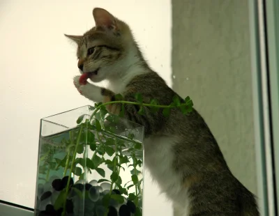 antygon - #pokakota - #leeloo odkryła, że w roślinkach też jest woda...