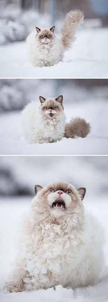 MilowyLas - Zwierzaczki pierwszy raz na śniegu ʕ•ᴥ•ʔ

+komentarze

#kot #koty #pi...