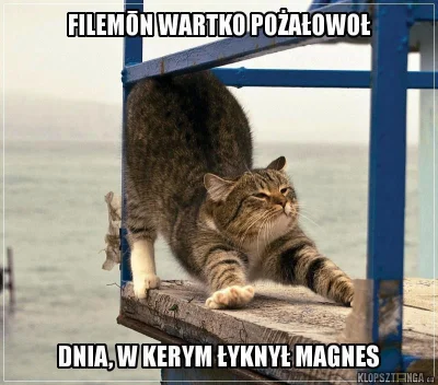 e.....l - #kitty #kotyzawszespoko