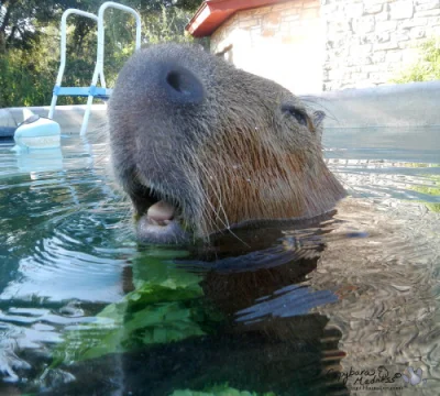 Kapibararara - #zwierzaczki #kapibara #smiesznypiesek
