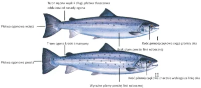 p.....2 - Porównanie podstawowych różnic anatomicznych troci wędrownej (II) i łososia...