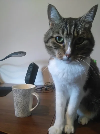 pinkquartz - #koty #pokazkota 
No nie da wypić kawy spokojnie