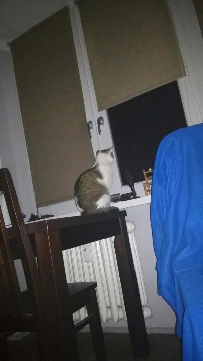 dlaczegoale - Mój kot dalej ogląda fajerwerki, a tak się o nią bałam
