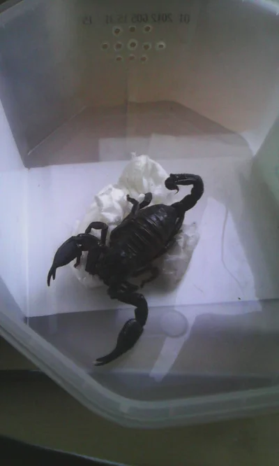 Haszaks - #skorpion #terrarystyka #smiesznypiesek #zwierzeta #zwierzaczki