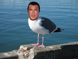 Kristof7 - Steven Seagull ( ͡° ͜ʖ ͡°)