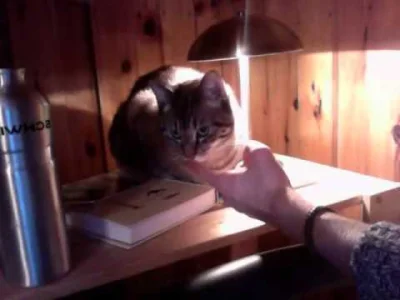 Drogomir - Koci nos robi za włącznik lampki dotykowej (｡◕‿‿◕｡)
#kot #koty #smiesznek...