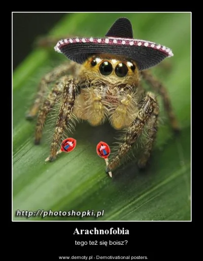 Norwag93 - @arkadius1984: skakuny to jedyne pająki, które są urocze (｡◕‿‿◕｡)

Jak m...